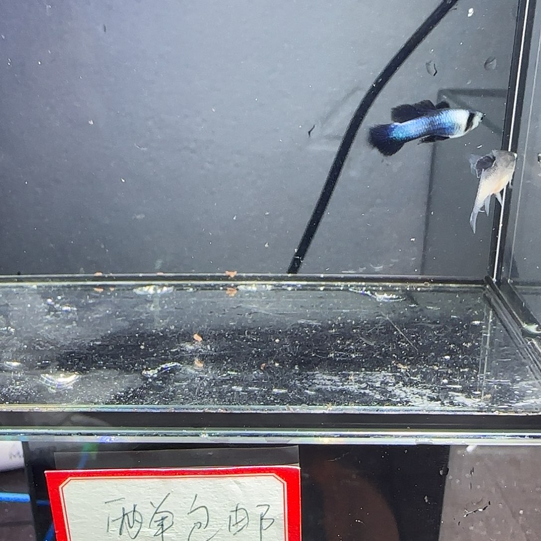 孔雀鱼大耳熊猫一对