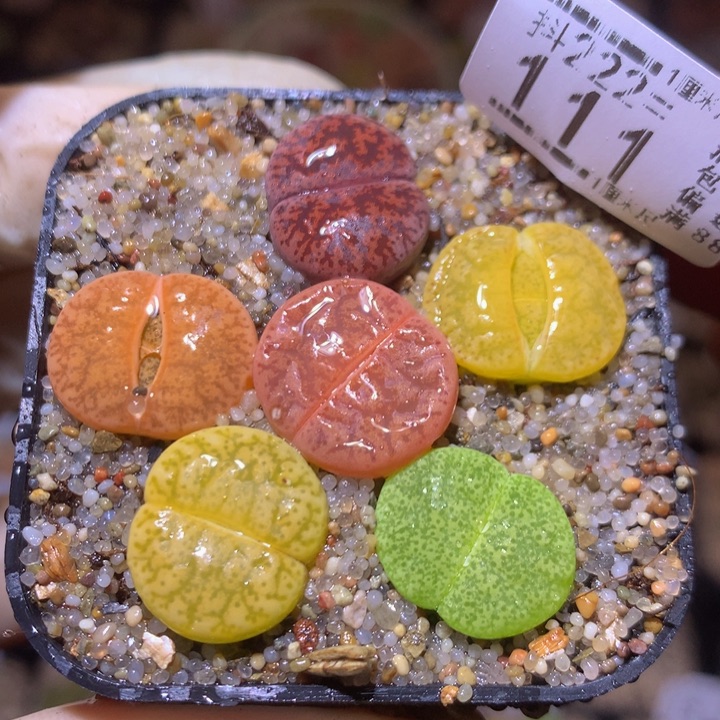 精品生石花222.111
