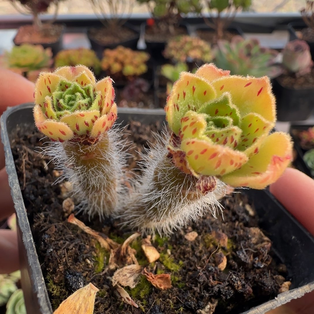 L600半城玫瑰晶钻帕不含盆土