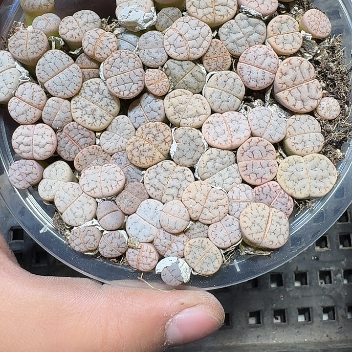 169 多肉植物多肉植物