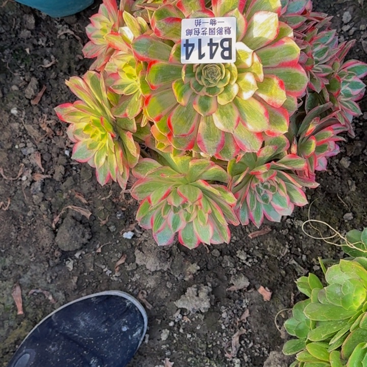 运何花25-31包邮花花