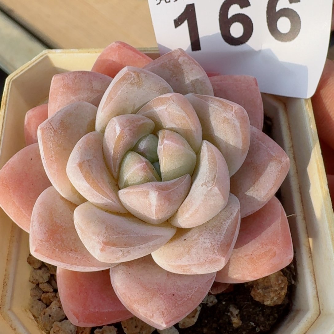福利捡漏冰玉         多肉植物