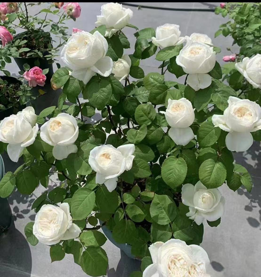 【婚礼之路】新手易养月季四季开花耐寒热阳台庭院花卉开爆花苗盆栽