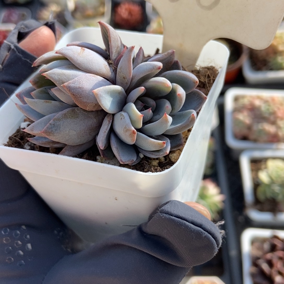 968轻轨多肉植物保护