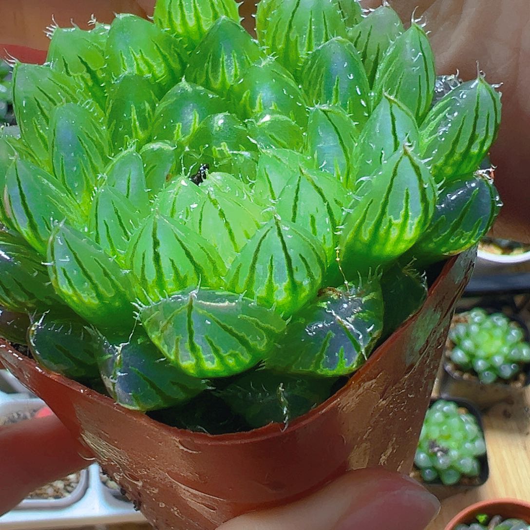 翠云玉露多肉多肉