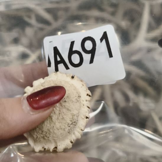 l***n鹿角鹿角鹿角鹿角鹿角