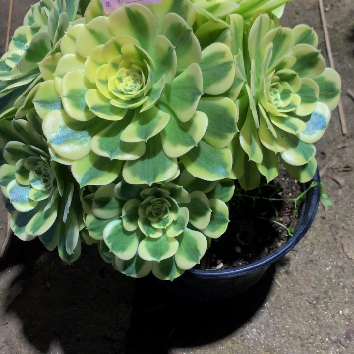 无花朵白兰地0210000000