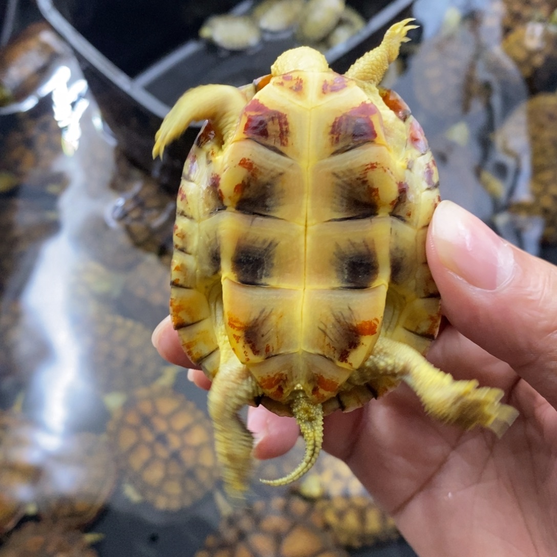 母宠物龟背甲6.6厘米68米