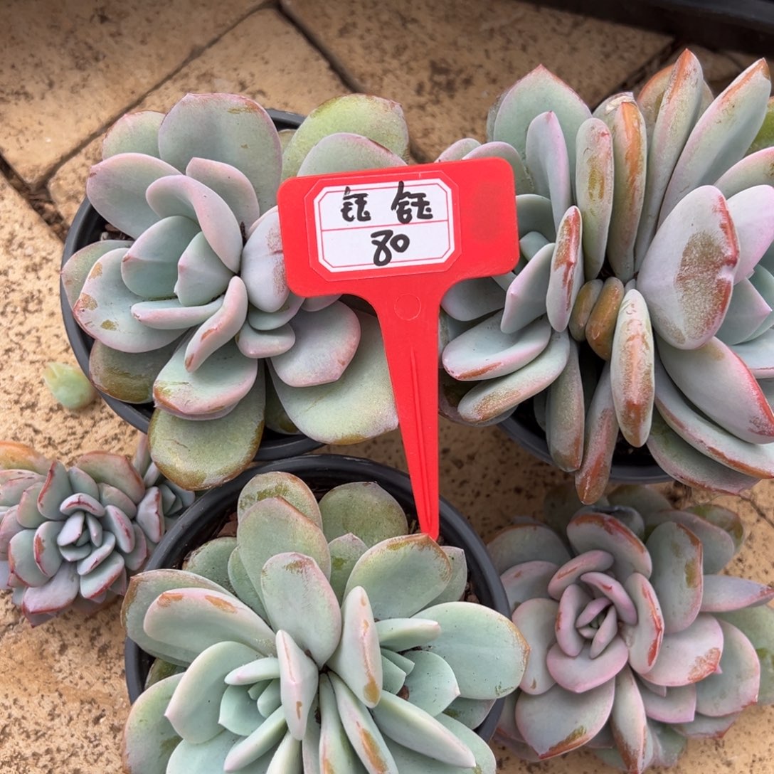 钰***麻钰钰80。               