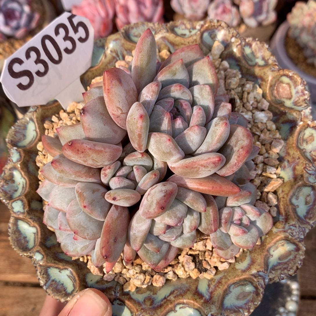 S3035 星影石榴籽紫心 8头小老桩 福利