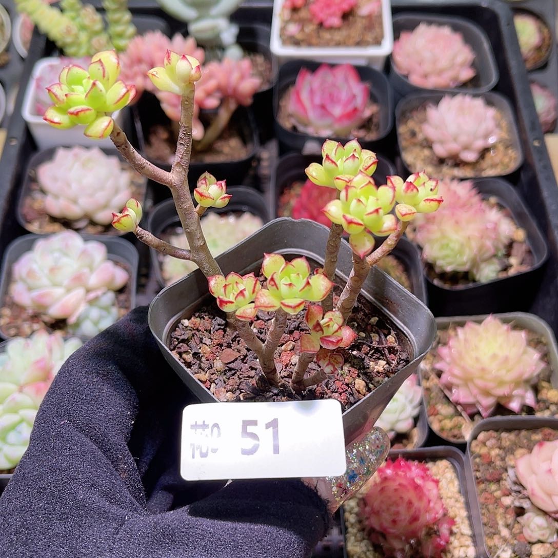 花利美9-51酥皮鸭