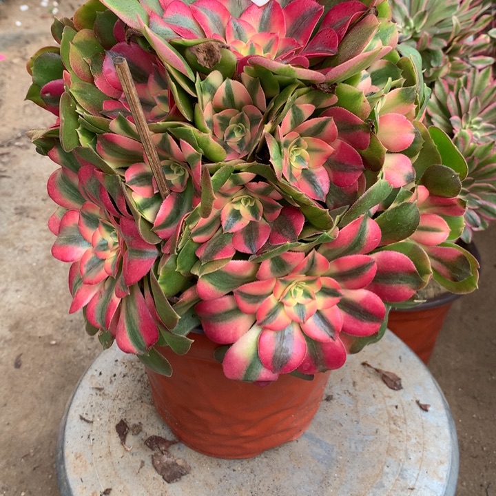 066香妃多肉植物特价