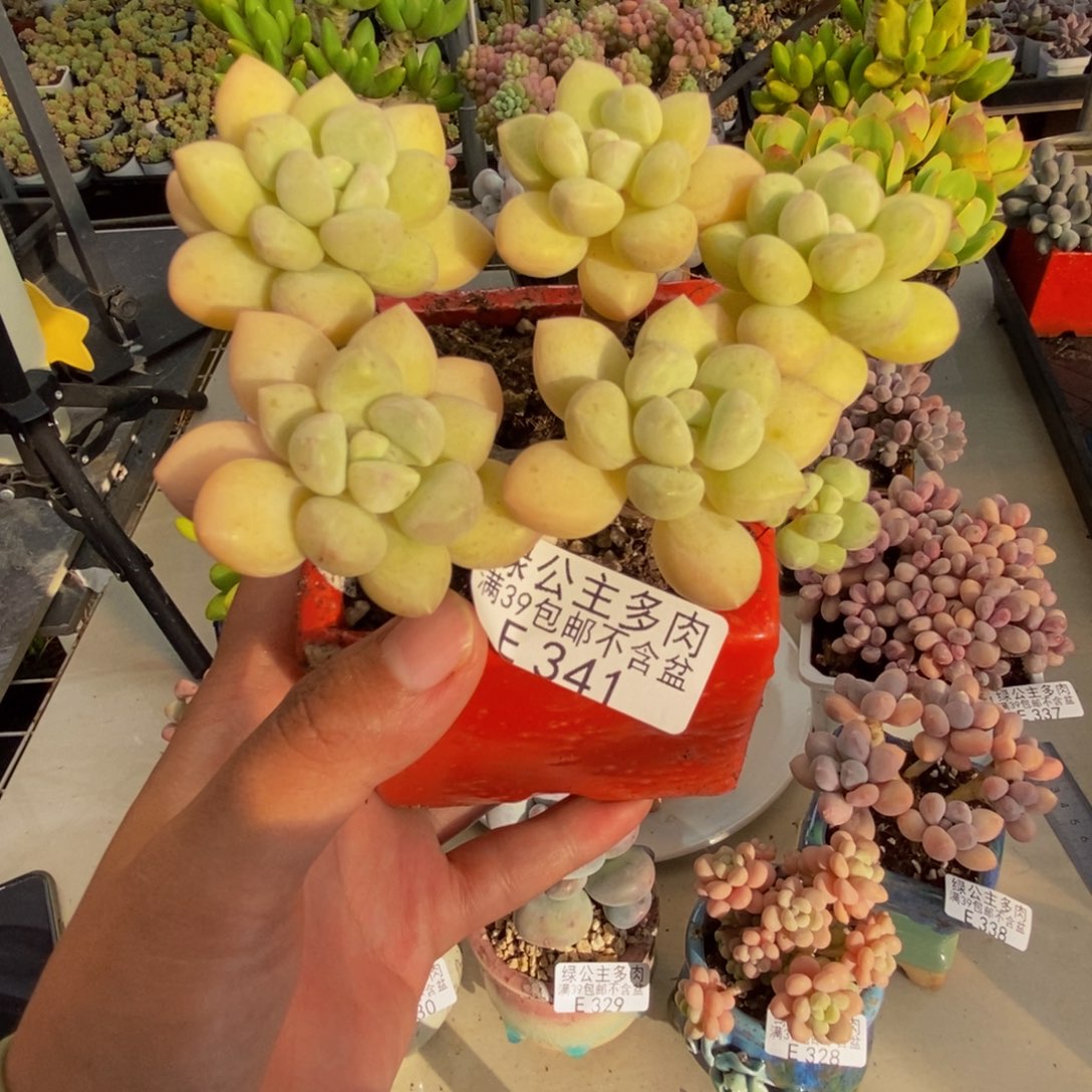 341泡泡糖多肉8c m