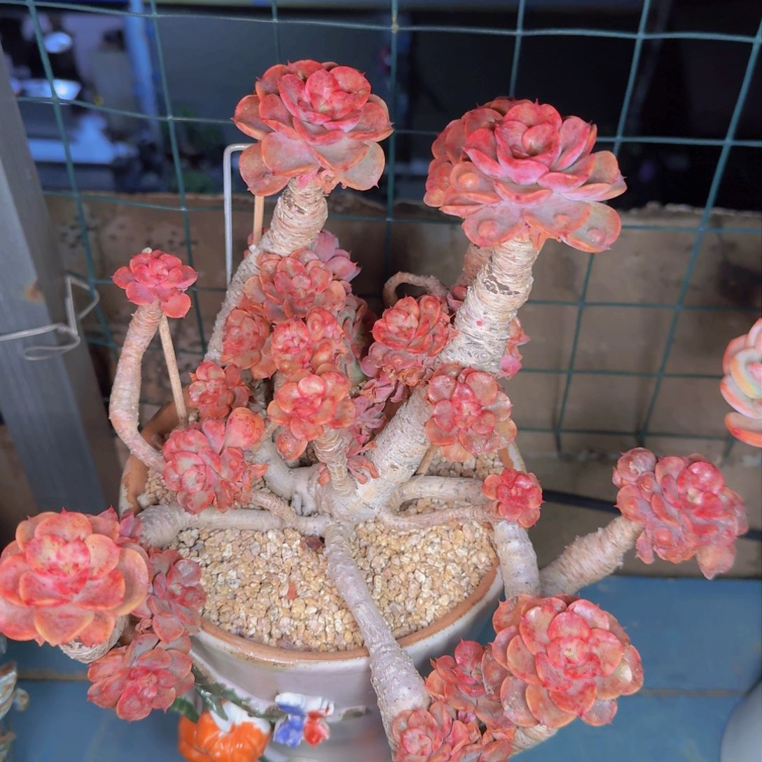 用****2多肉植物和植物的生长