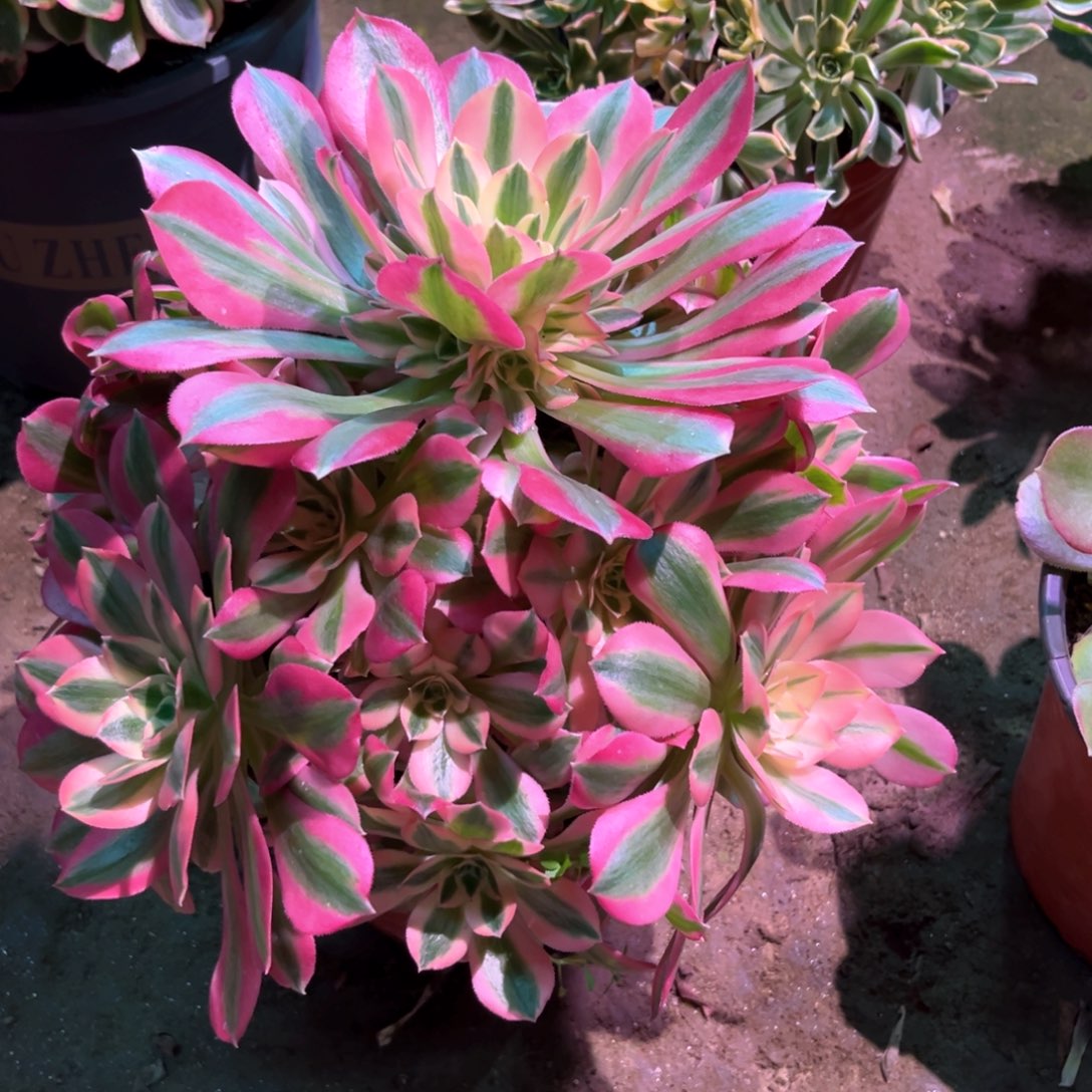 多肉植物女巫684