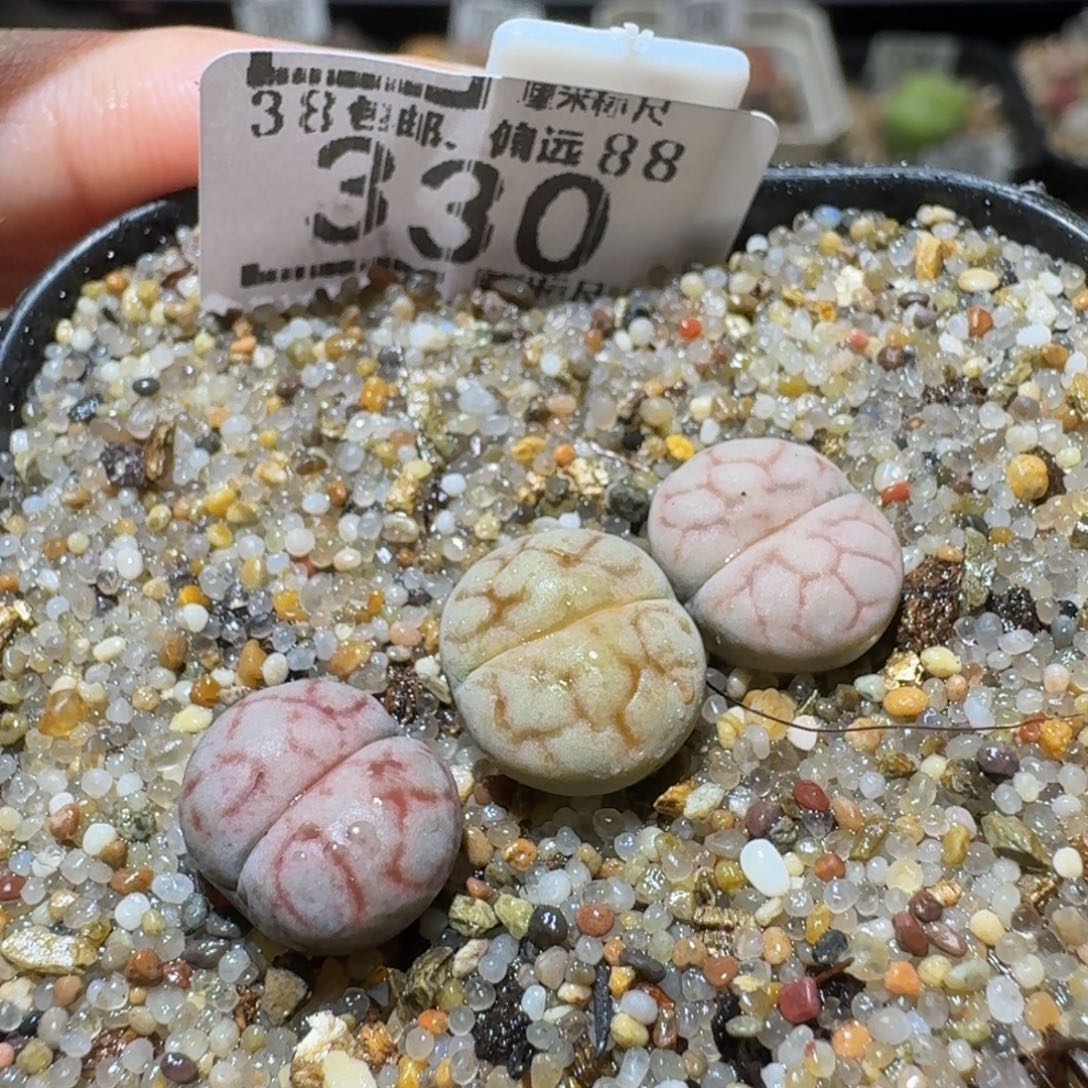 Ssss精品生石花330女娲石