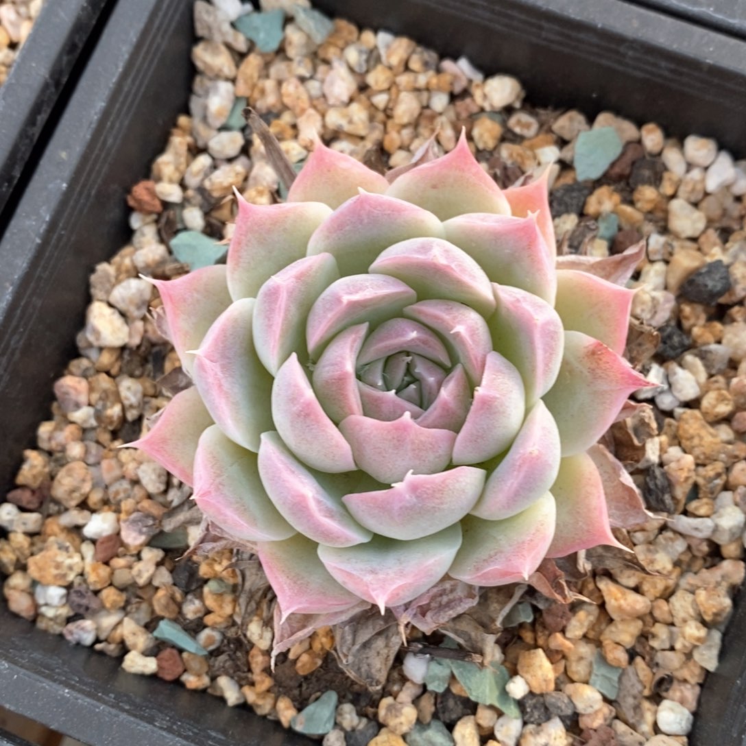 精品多肉一物一拍不包整107