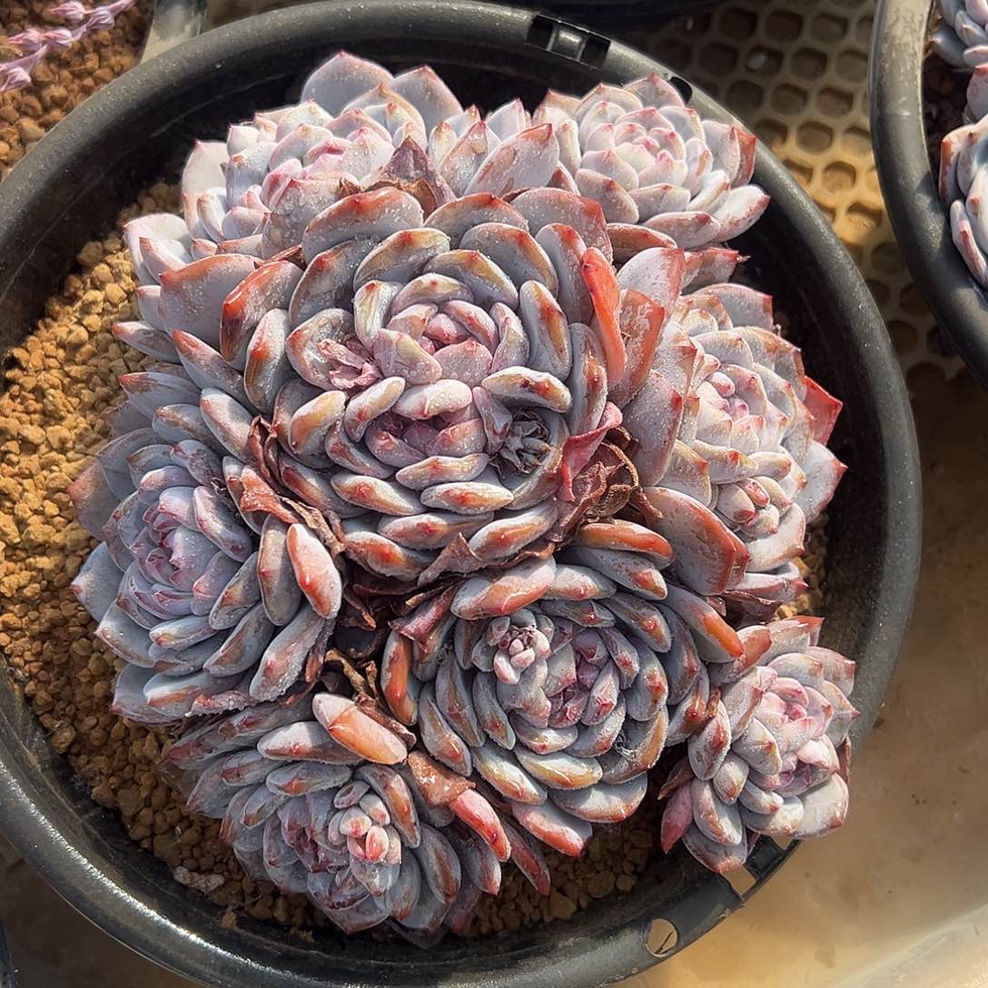 石榴籽平头多肉植物