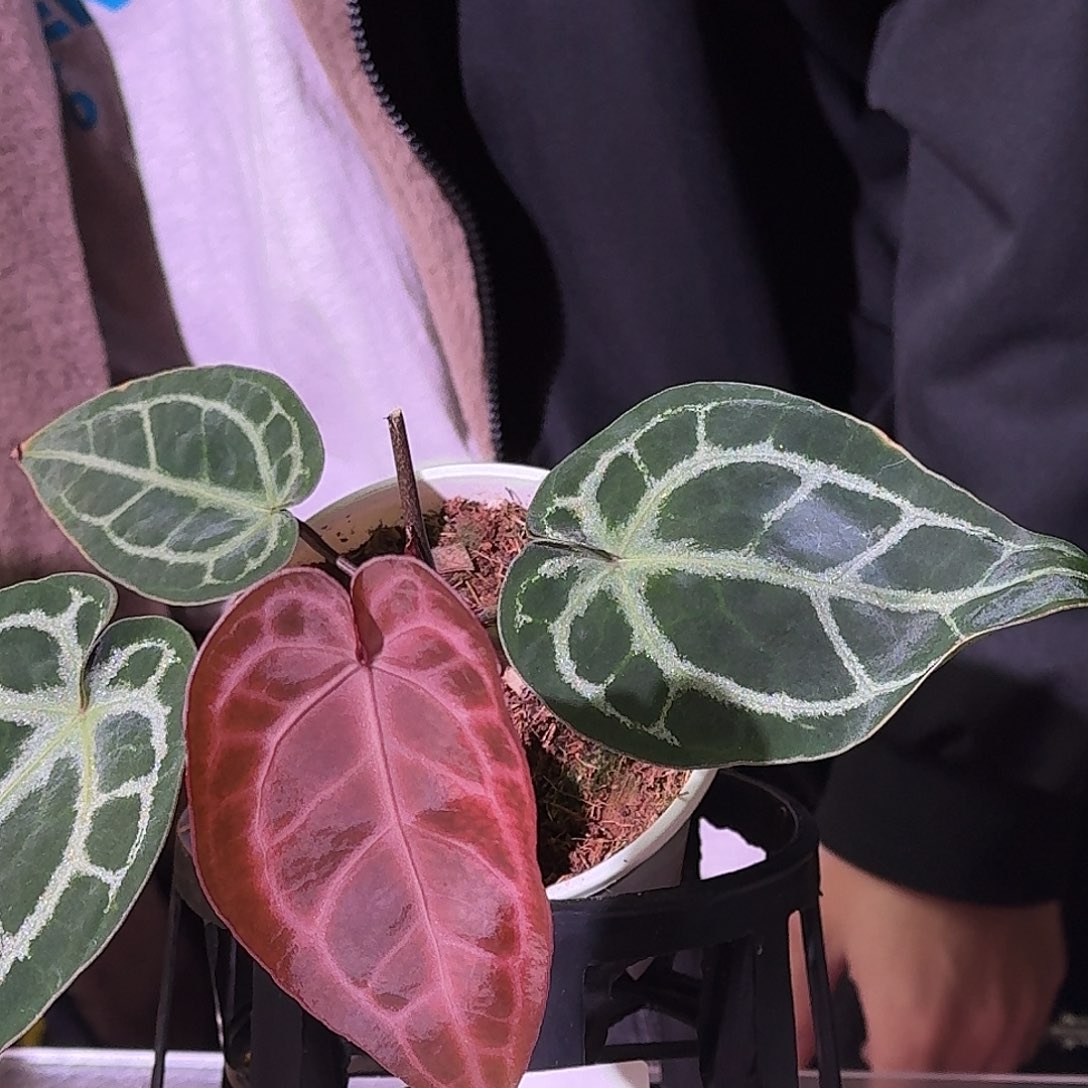 不开花植物G789银骑士杂米歇尔