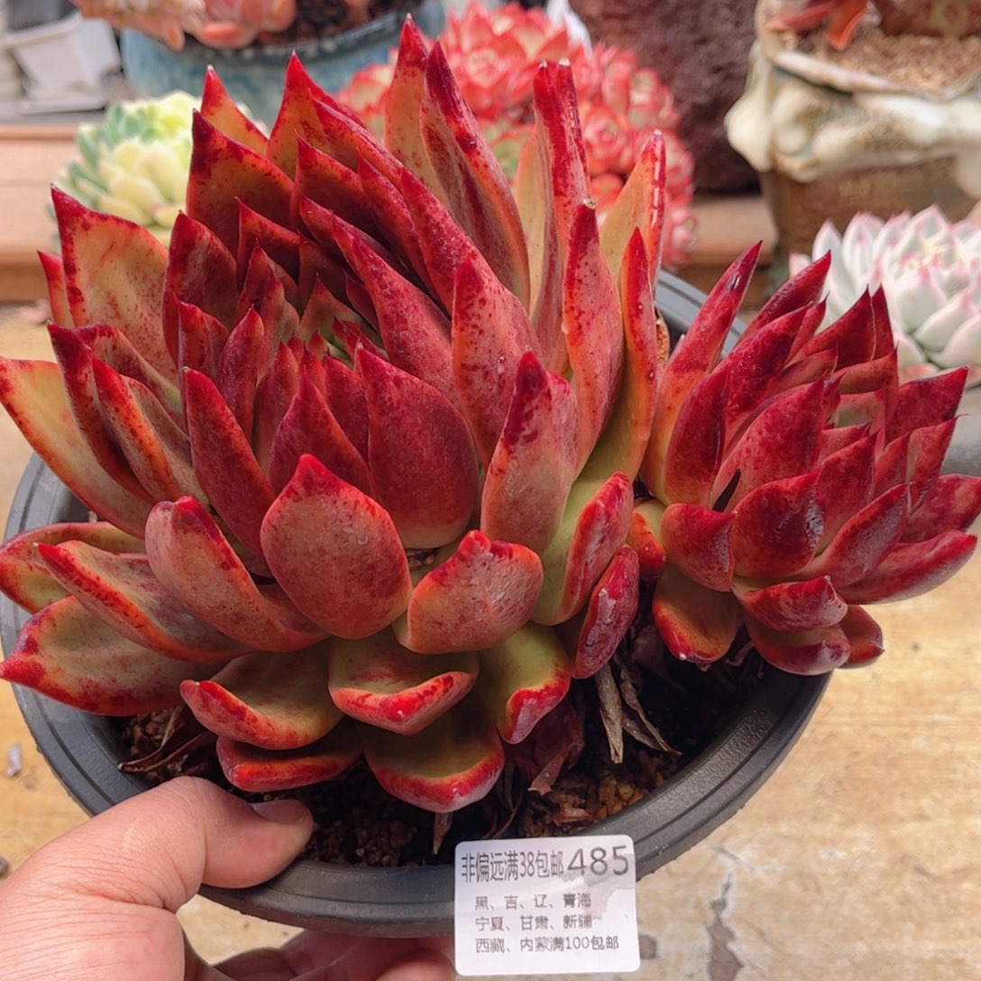 485红老虎德华多肉