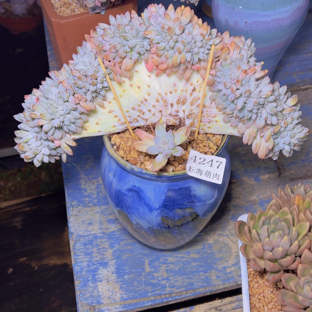 奶糖缀4247多肉植物