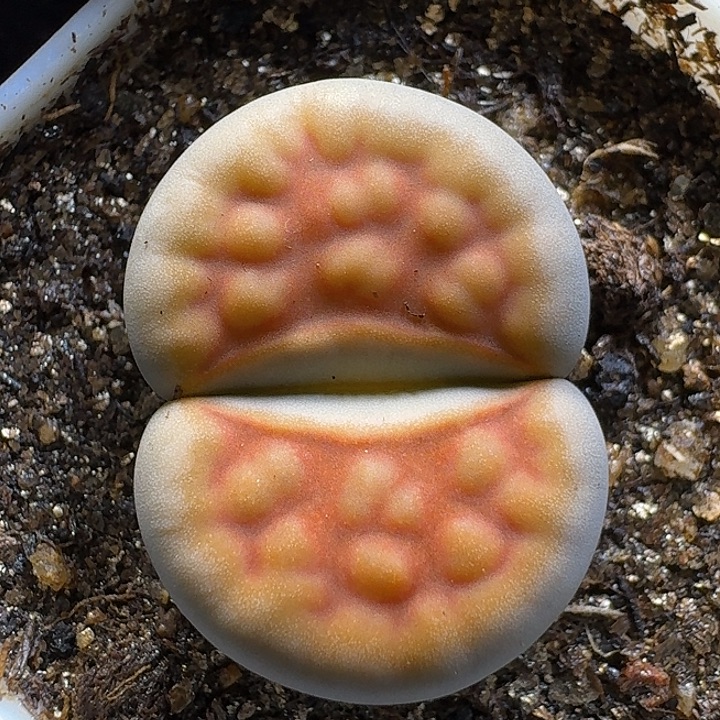 生石花2111112。   255