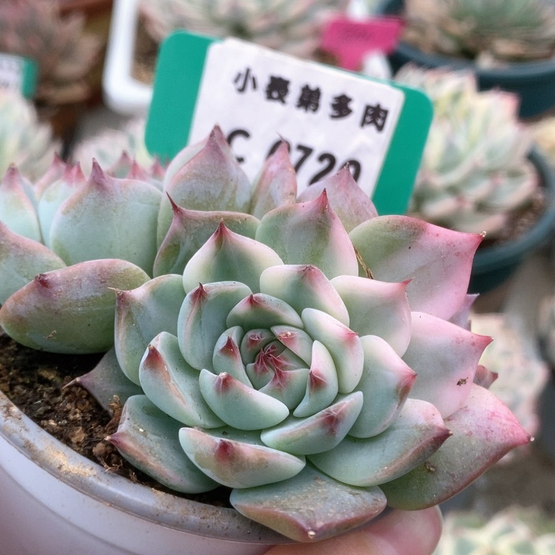 720锦锦锦锦锦锦锦