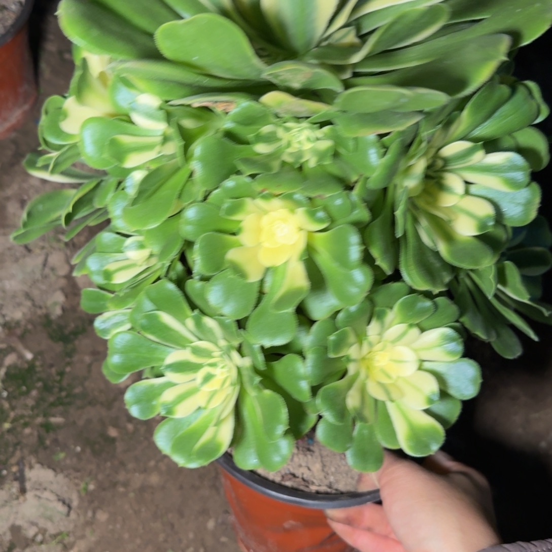 32933辛尼亚多肉植物