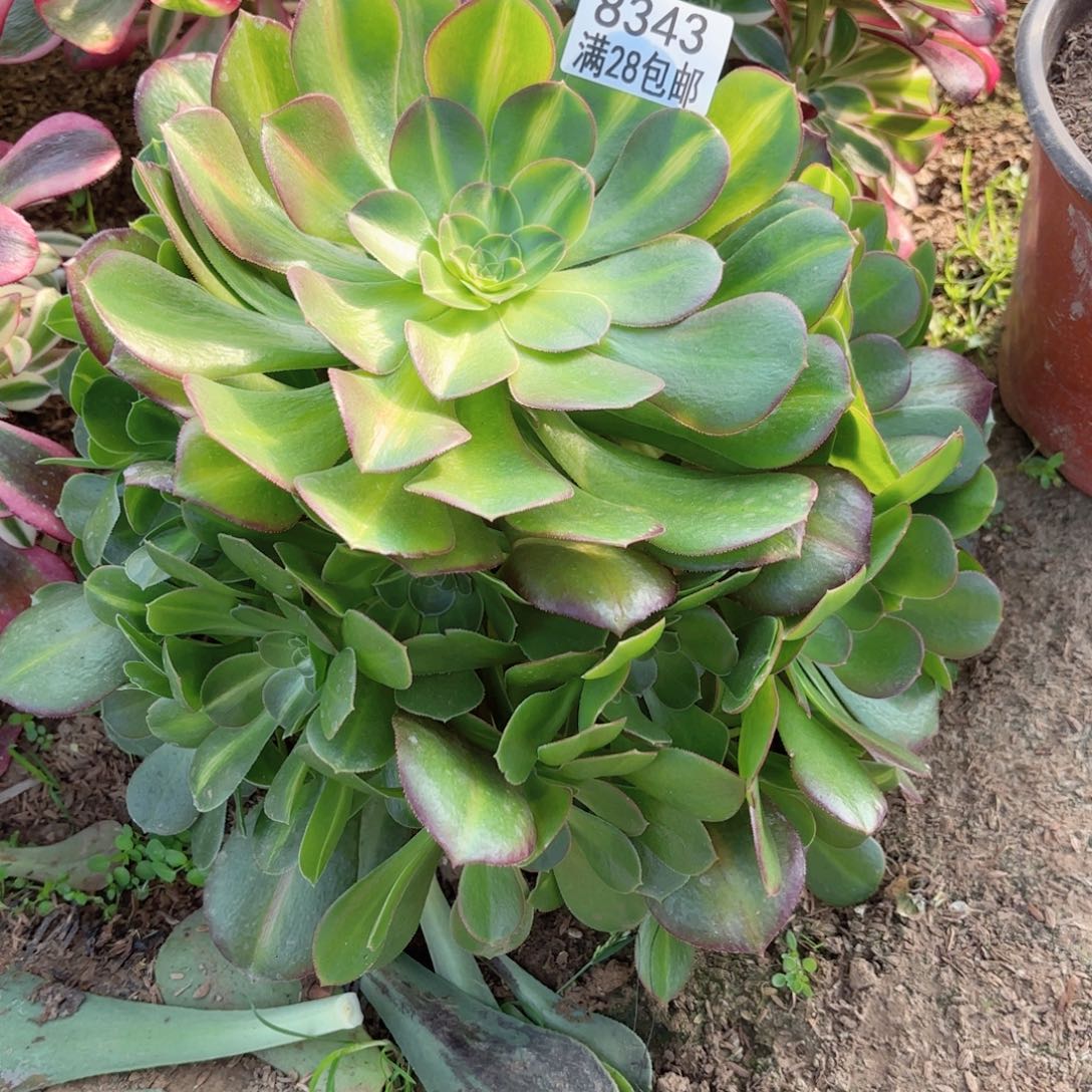 D. 8343女巫中班多肉