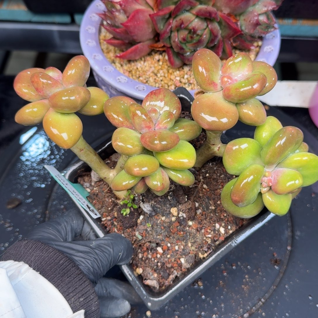 从前慢多肉精选编号1226.195芒果奶锦