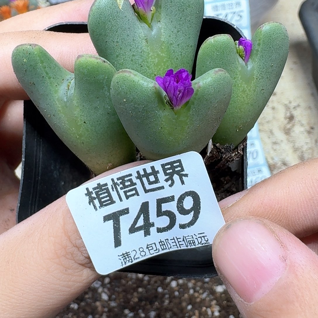 多肉植物的润泽姑姑吧