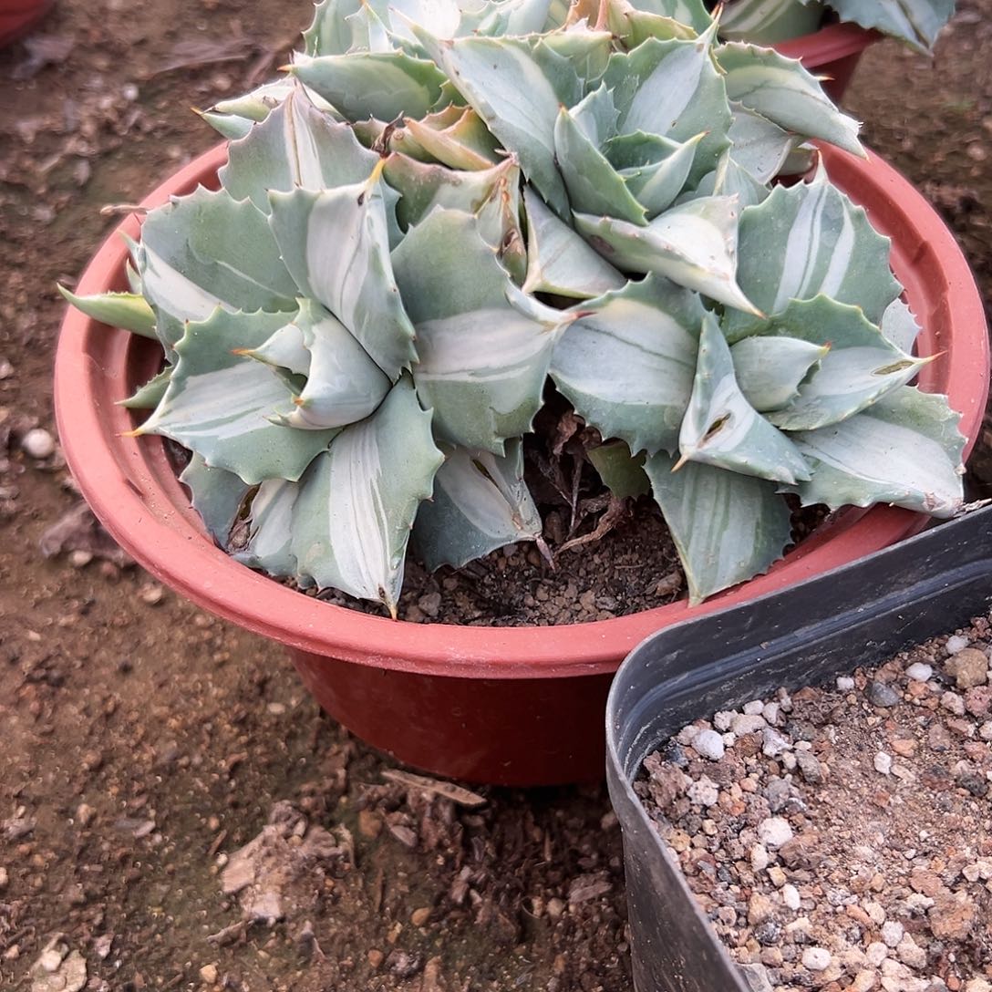 多肉植物雷神中班锦