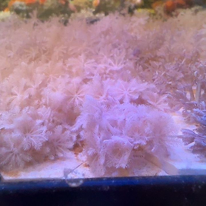 纽扣珊瑚闪千手小份一个，红单包20头一份