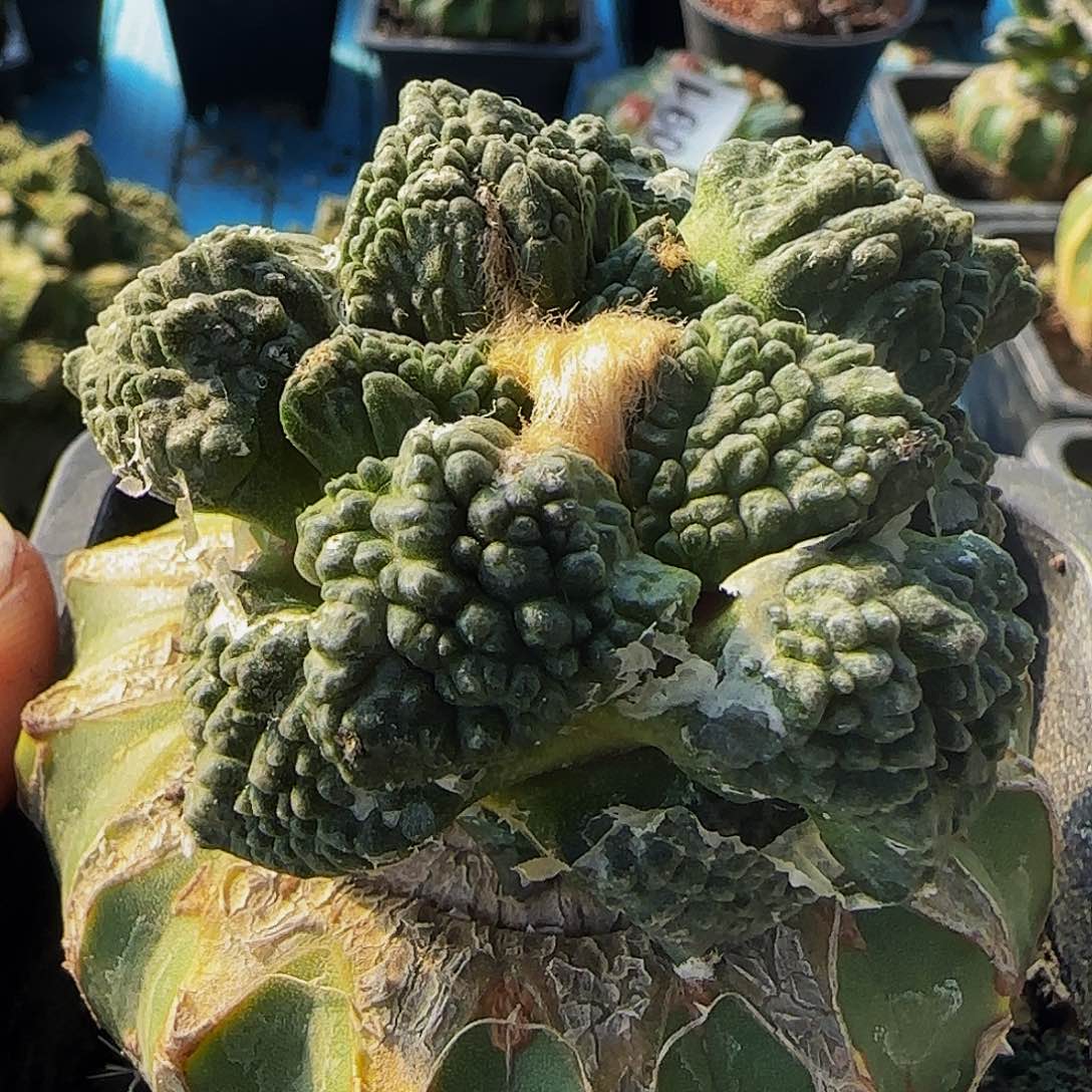 龟甲怒621仙人球开花