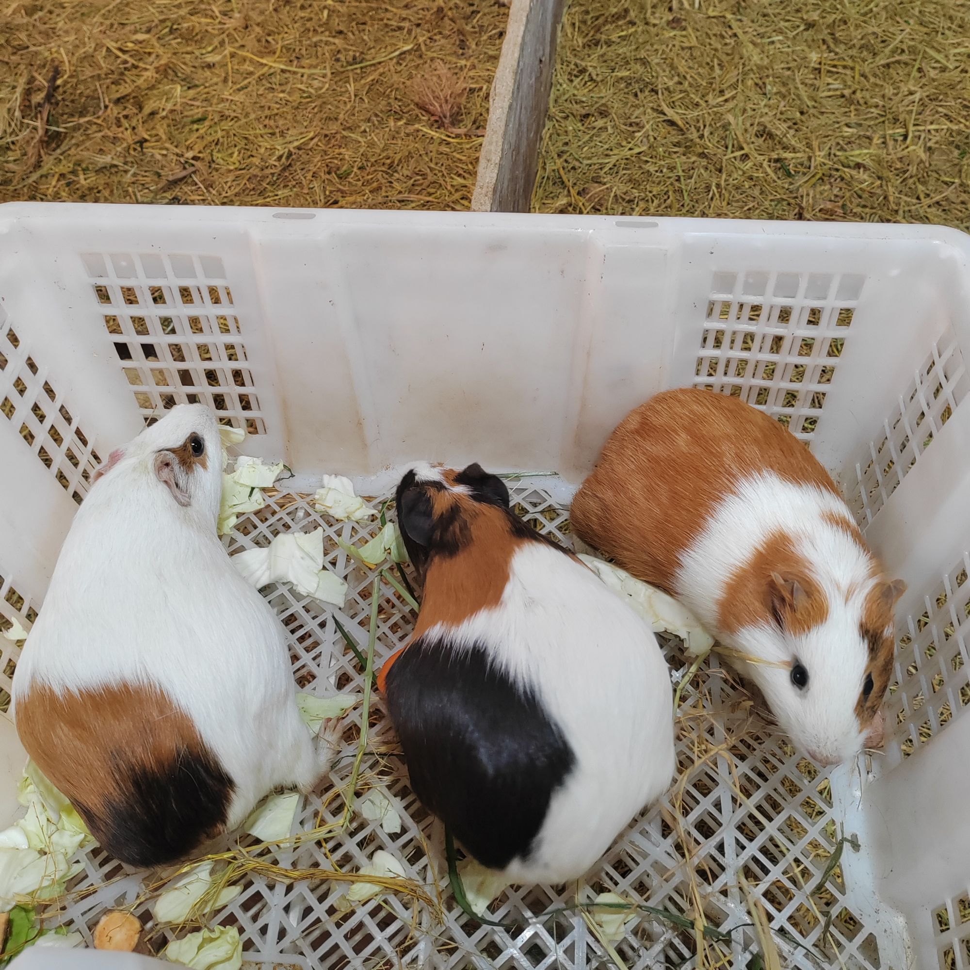 荷兰猪豚鼠活体发货