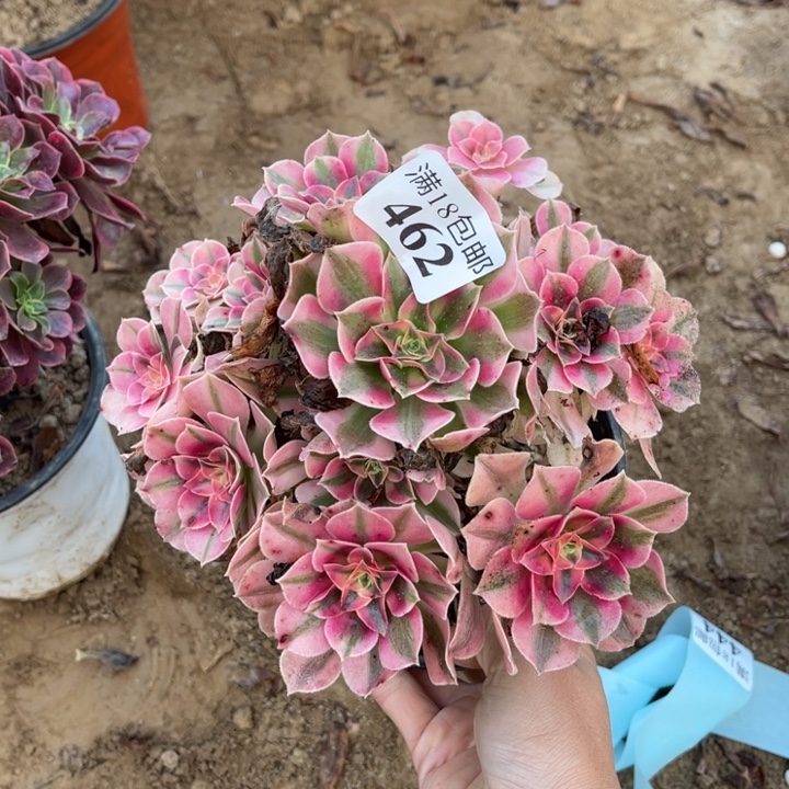 462粉女巫桩不太直1h