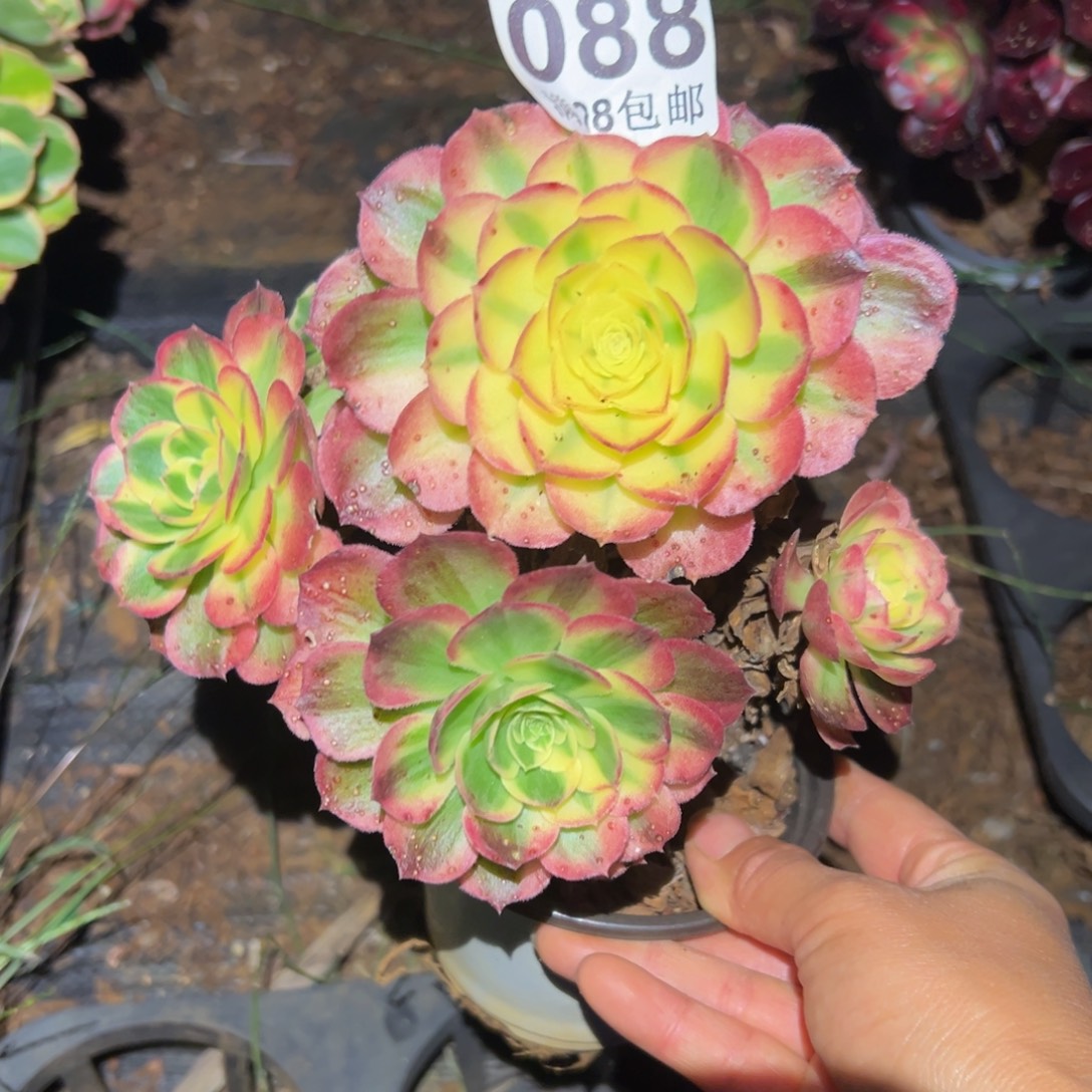 多肉植物 088无售后
