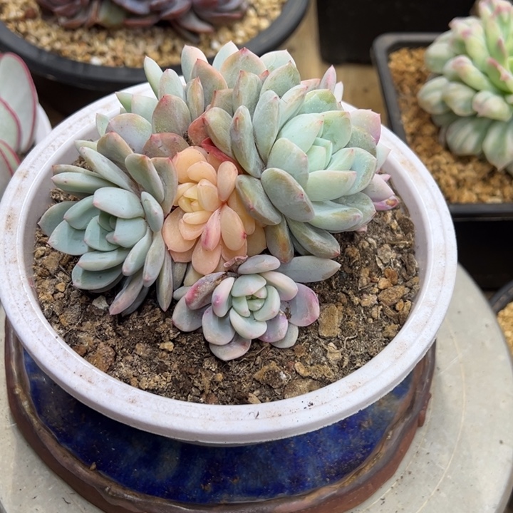 橙梦露锦 夏鸣园艺