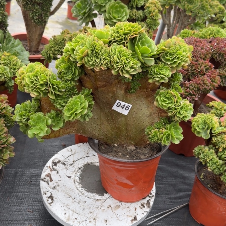 泛***舟多肉植物绿羊绒缀946