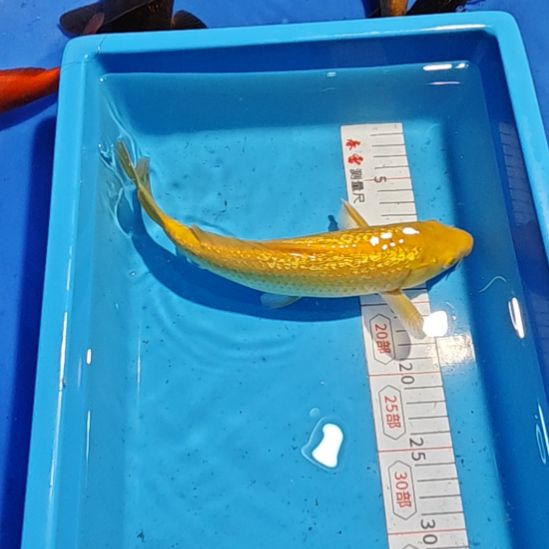 锦鲤不包邮邮费到付