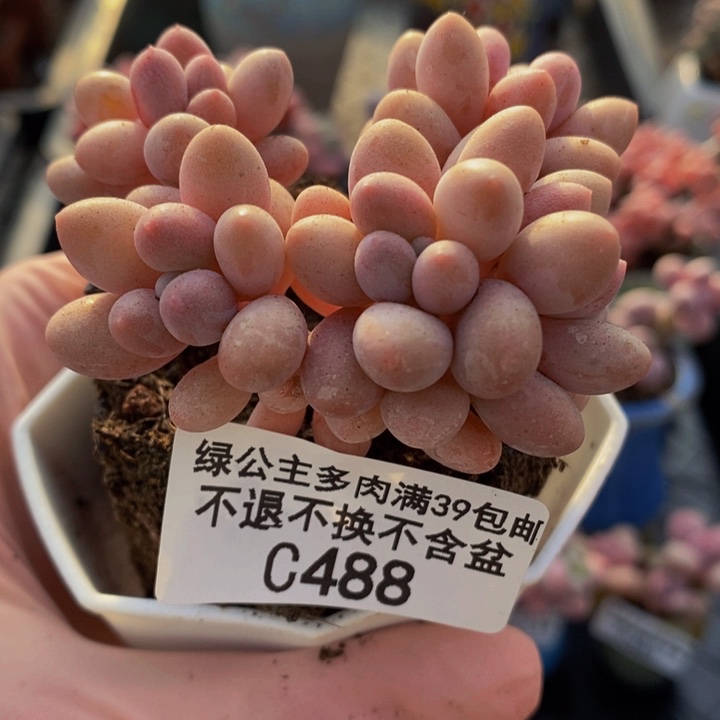 汤圆奶6cm488多肉植物