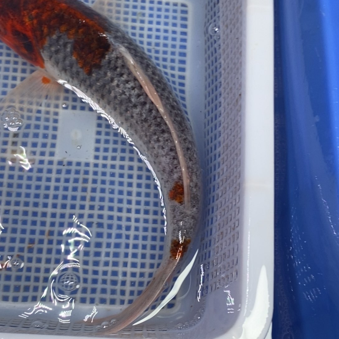 锦鲤冷水锦鲤包邮