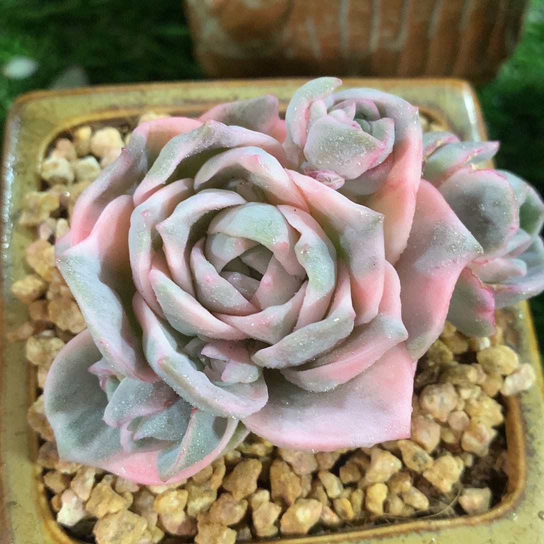 可爱玫瑰彩锦8 公分一物一拍