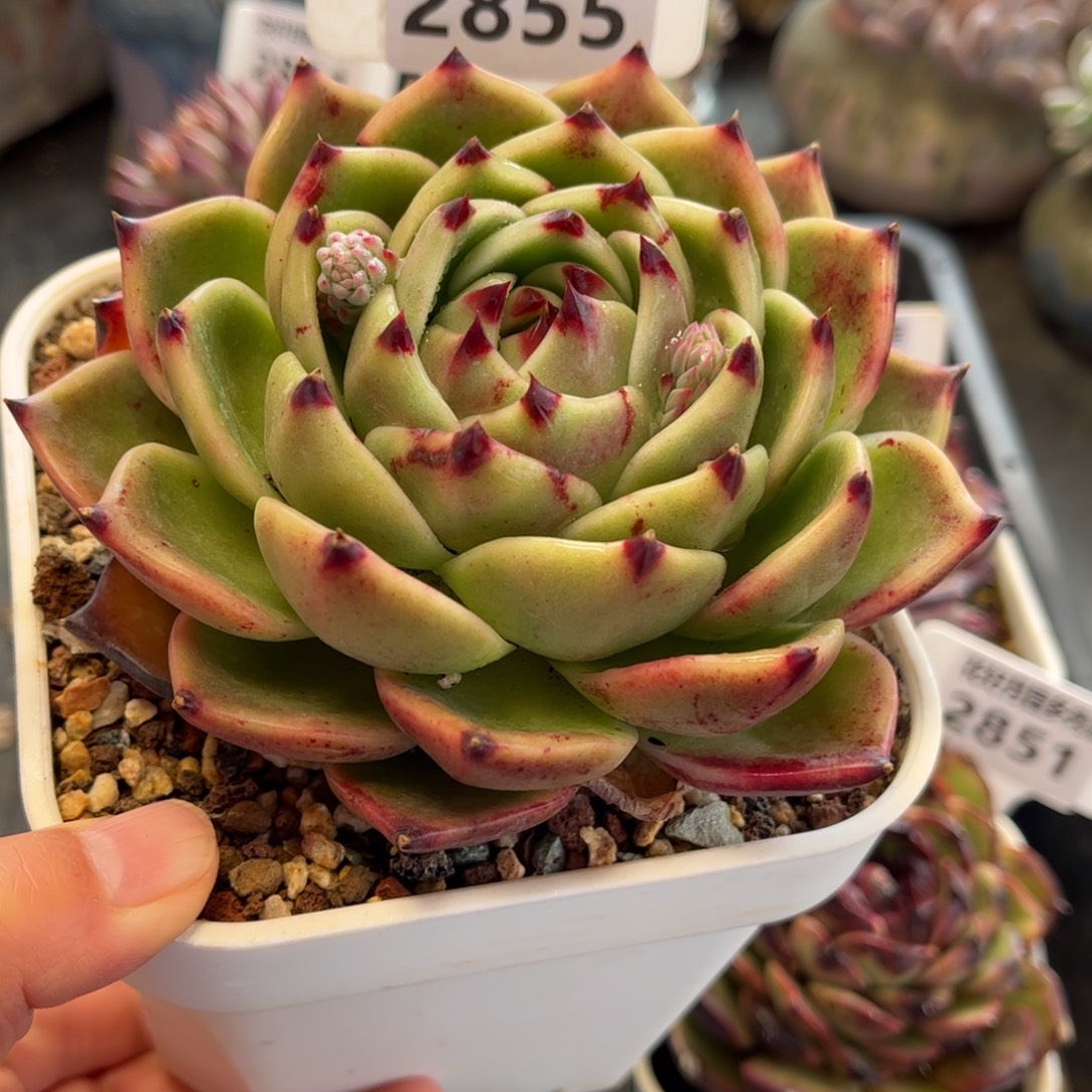 2855 满30包邮，天冷地区必拍保温箱