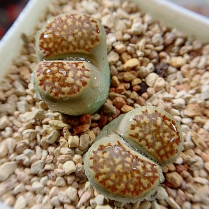 生石花花花花花花花143