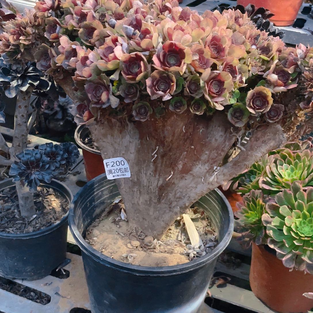 温****200万圣节缀化多肉有伤