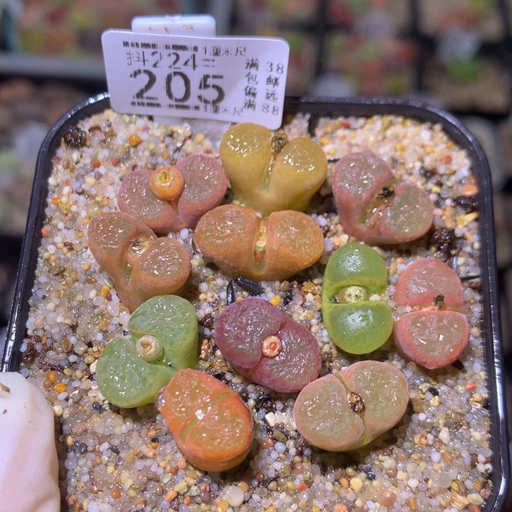 精品生石花224.205