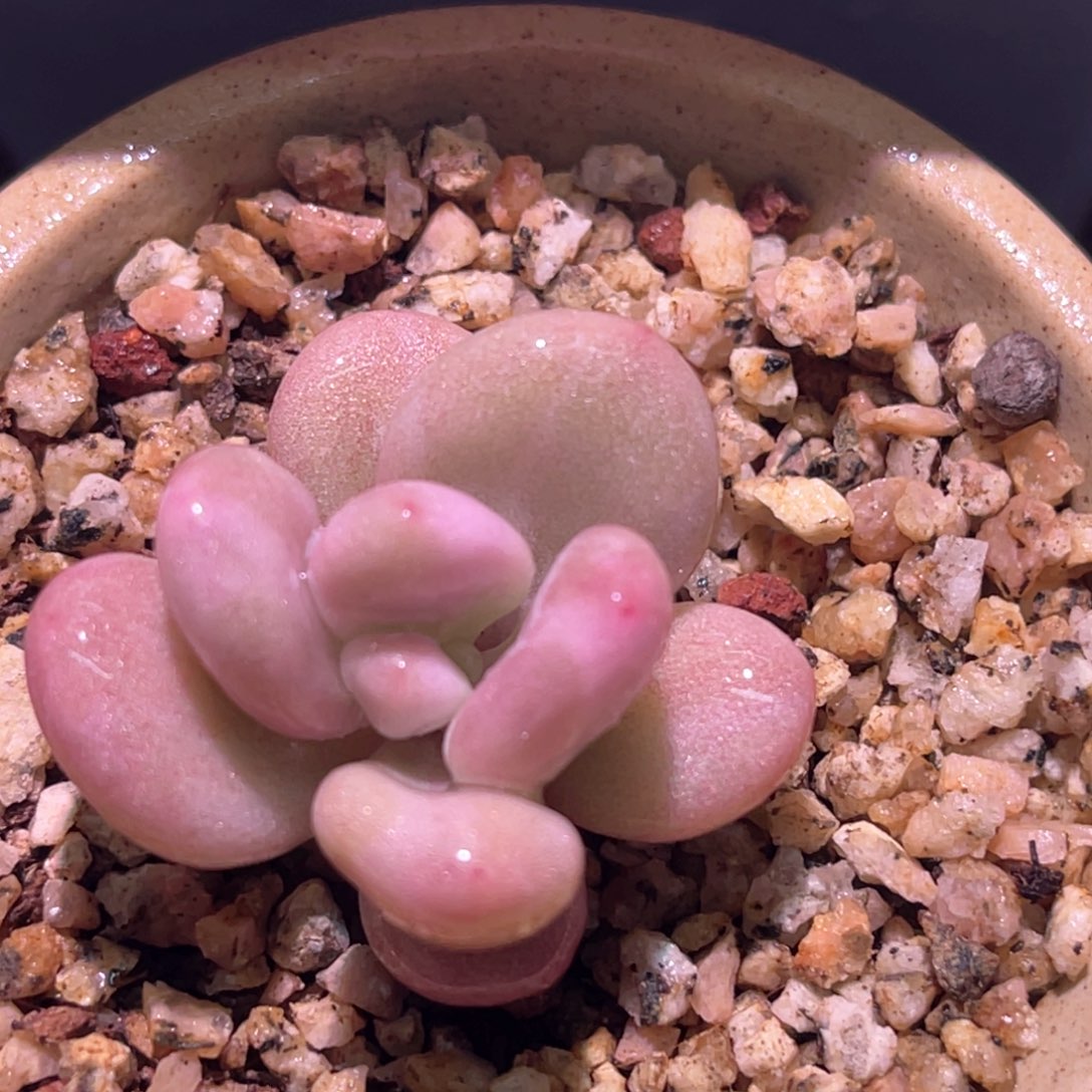 多肉特价桃蛋锦头盖