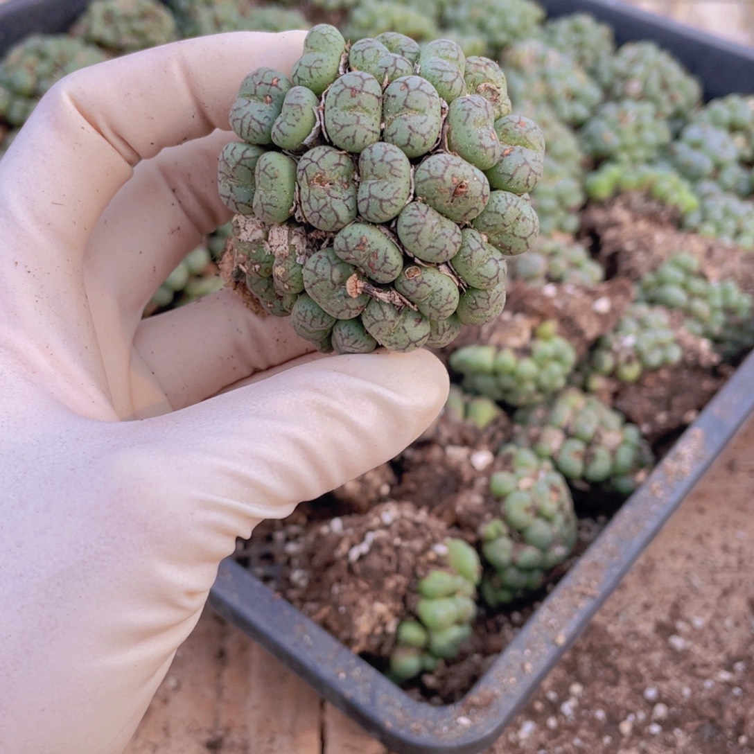 一颗猴脸9888888888888