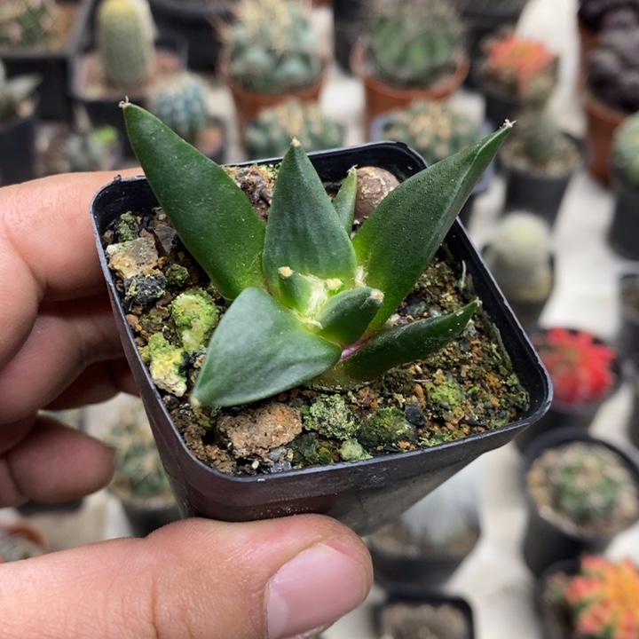 实生岩牡丹特价福利